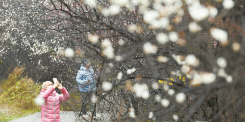 星城早梅 暗香浮动