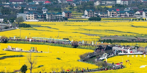 油菜花季 游客纷至