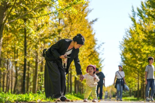 京郊赏秋好去处，近6万株银杏即将迎来观赏期