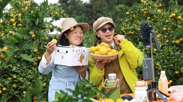 雪峰蜜桔热销网络