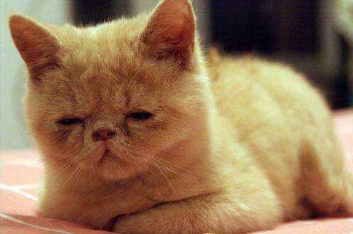 为什么熬完夜后 第二天感觉变“傻”了