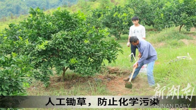 愿做宜章脐橙品质化发展的“火车头”