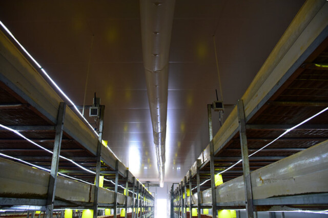 姜畲现代农业示范园：农场变“聪明”了 小蘑菇也用上了“智能家居”