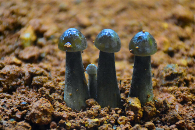 姜畲现代农业示范园：农场变“聪明”了 小蘑菇也用上了“智能家居”