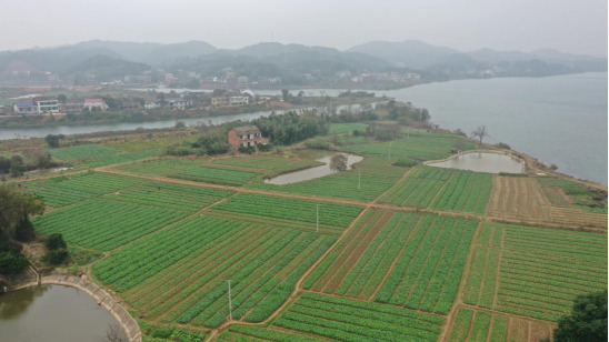 衡阳衡山:冬闲田变聚宝盆 让农田绿色过冬 - 新湖南