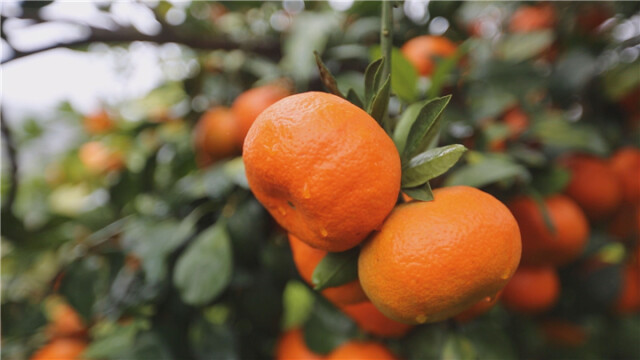 橙橙的桔子挂满枝头