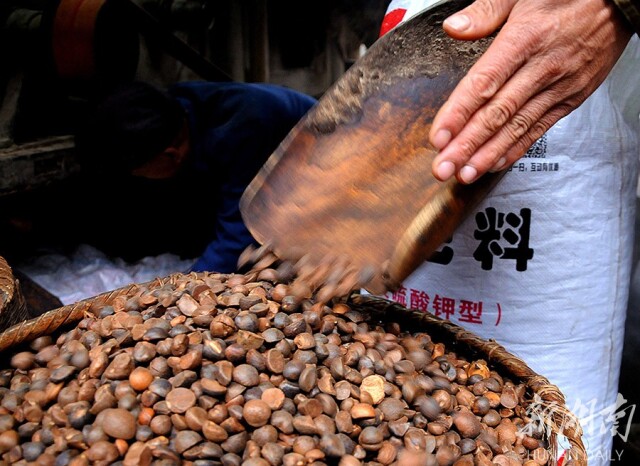 又聞古丈茶油香