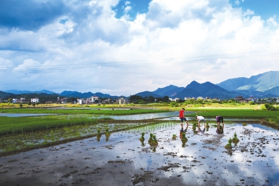 立夏插秧丨从春社日到立夏的农耕图谱