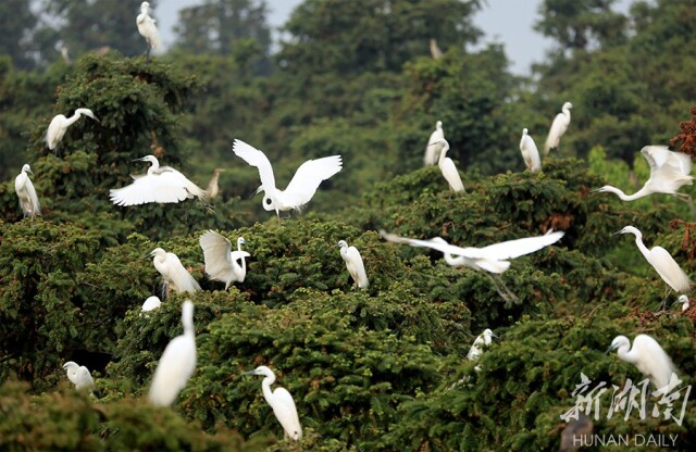 桂东千年鸟道迎来候鸟迁徙大潮