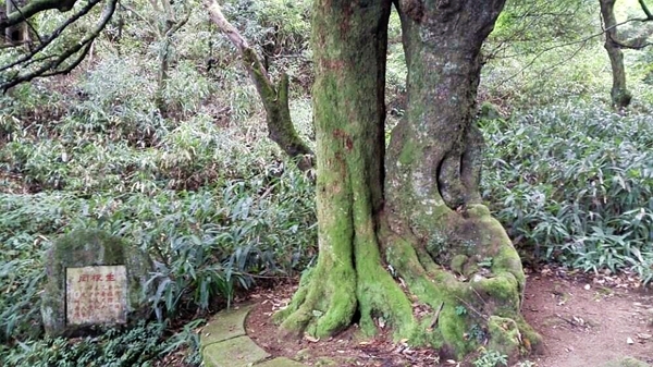 有株奇树叫同根生,它是由同一树根生长着两种不同科属的古树,靠南面的