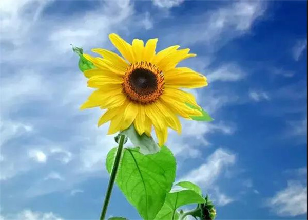 美文|带上自己的阳光,向春天出发!