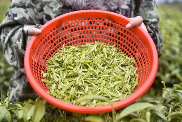 沅陵碣滩茶全面进入采摘期