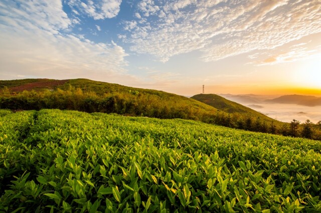 今天大甜甜带你来的,正是安化最美的产茶地——云台山.
