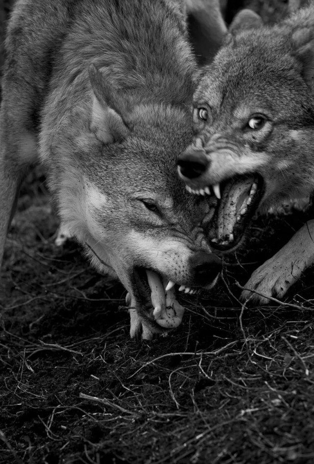 08christian houge寄生虫:安氏革蜱 08marcus desieno灰色幽灵