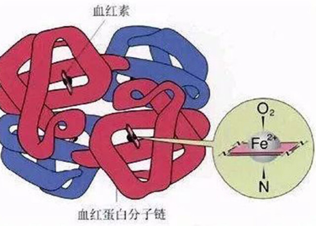 因为三价铁的血红素会形成高铁血红蛋白(mhb),将丧失携氧功能,这在