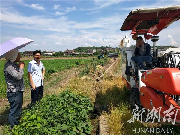 新湖南客戶端7月16日訊(通訊員 陳洪峰 陳蒼旭)正值雙搶時節,早稻