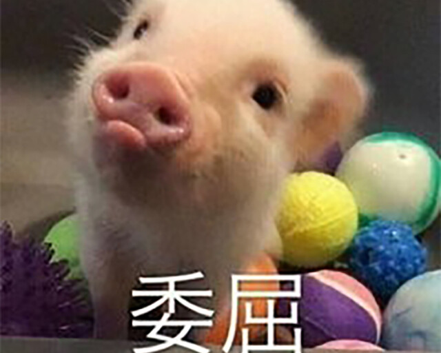 猪真受委屈了 本来身上都是宝 大猪蹄子却背了这锅