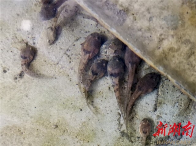 深山沟里"扶"出"金螃螃"