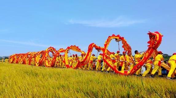 湖南最长"非遗"长龙舞动稻田庆丰收