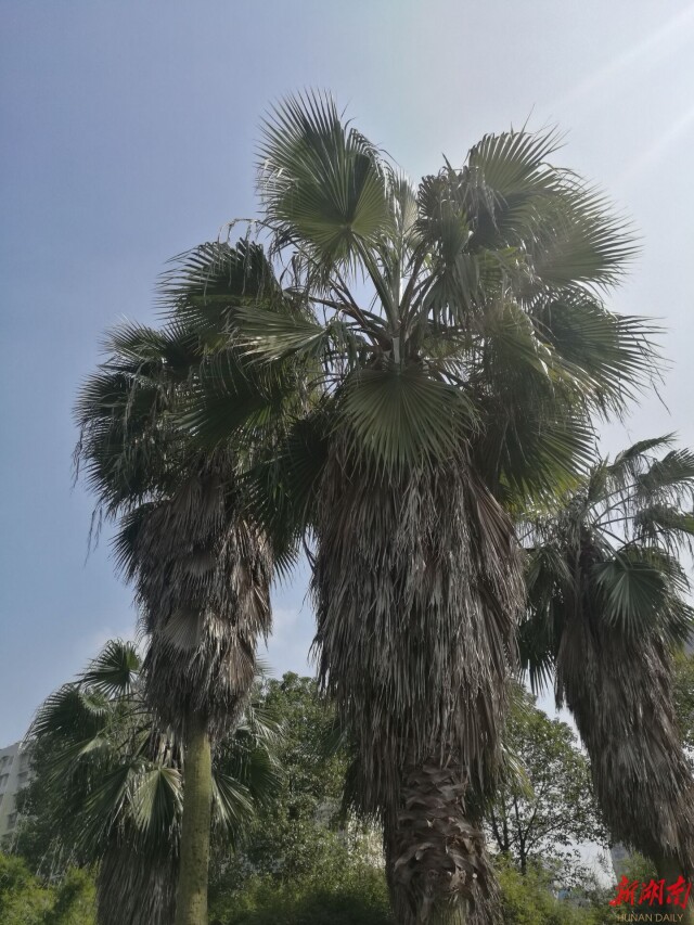 穿蓑衣的树,举着蒲扇