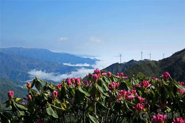 桂东:万洋相思草山"清明"美景分外明丽