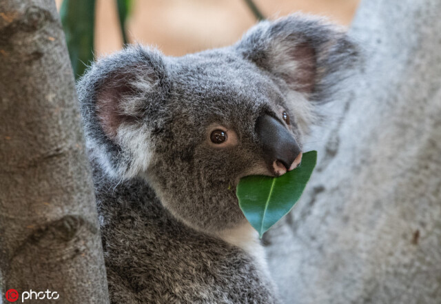 koalasfaceextinction澳洲考拉已功能性灭绝