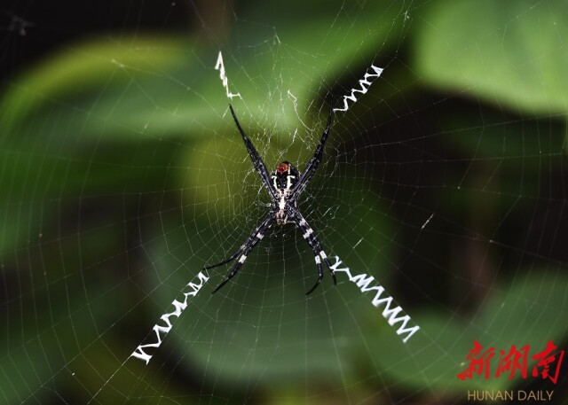 蜘蛛写字母美丽而神奇
