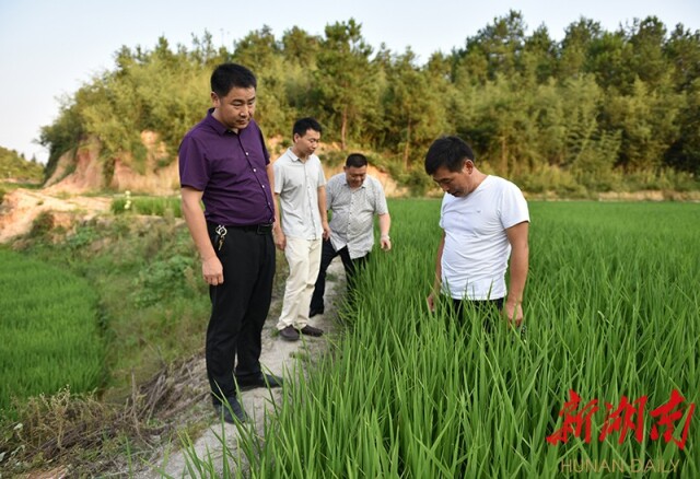 岳阳县公田镇全力抗旱保民生