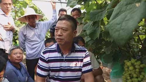 在小渡口镇红庙村村民陈章喜的葡萄种植基地内,客商叶发平正在向当地