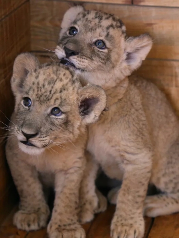 可喜,可爱!长沙生态动物园又添4只狮子宝宝