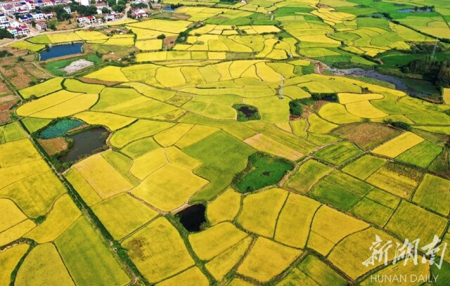 9月8日,汨罗市白塘镇白塘村,大地"铺金".