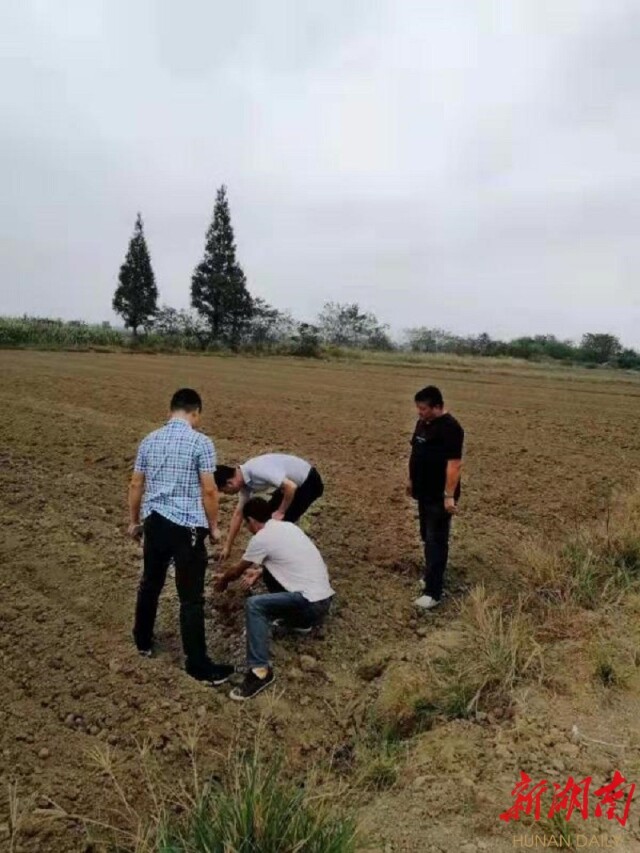 三塘,这一素有"藠头之乡"美誉的小镇,正安然坐定于湘阴东北部,书写着