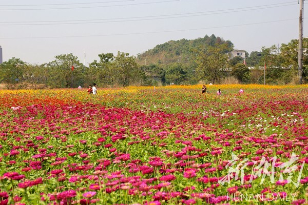 民生|冷水滩新网红打卡地 宋家洲10月1日花开成海