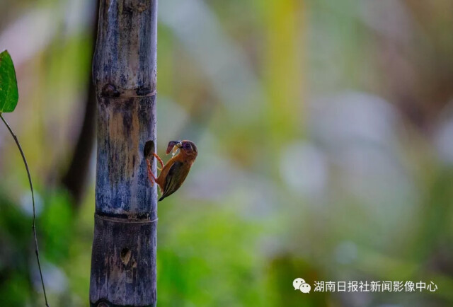 这些野趣盎然的鸟儿你都认识吗