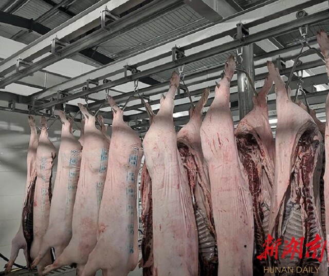 汨罗生猪定点屠宰场新厂试运行 每小时屠宰300头猪