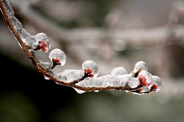 雪中情