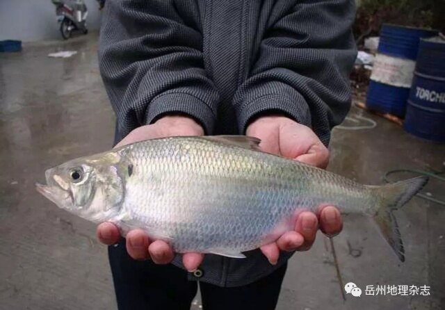 由于水质不同,长江和洞庭湖鱼类种群是有区别的,比如说这三种鱼