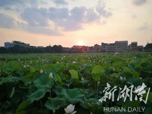 魅力乡镇丨牛角坝镇:产业奏响振兴曲