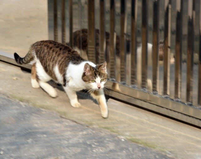 路边的猫