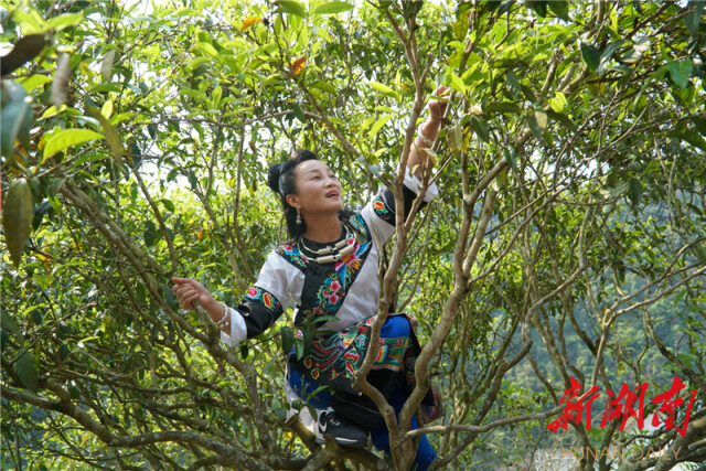 马燕爬上"茶树王,拉开今年黄金古树茶开采的序幕