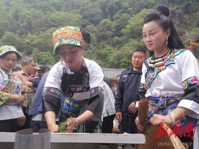 马燕马梅姐妹制茶德让拱古茶园的制茶大师石志坤,认真专注,细细揉捻