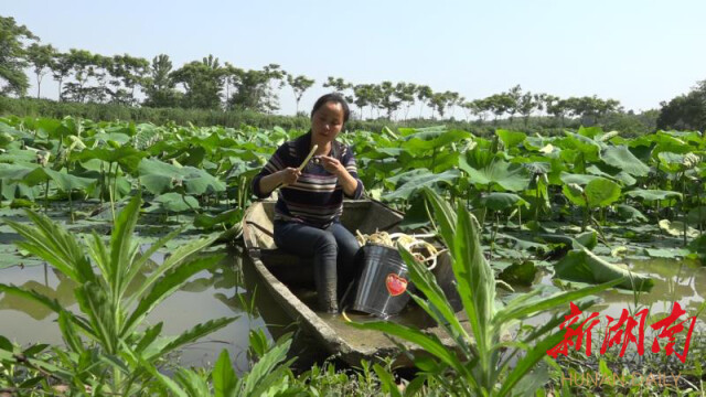 (杨翠丽采摘藕带)