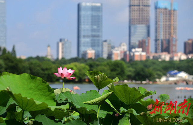 （6月4日，湖南烈士公园年嘉湖，盛开的荷花与远处的城市建筑交相辉映。 湖南日报·新湖南客户端记者田超 摄）