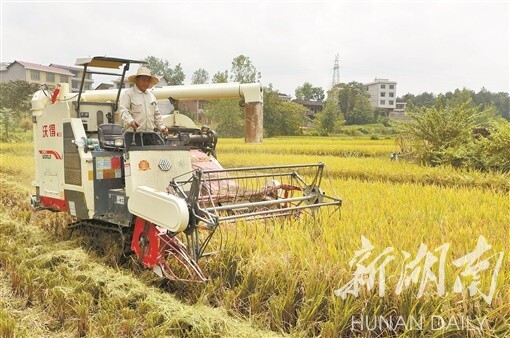 8月22日，洞口县高沙镇石榴村，村民驾驶收割机收割水稻。湖南日报记者 李健 摄