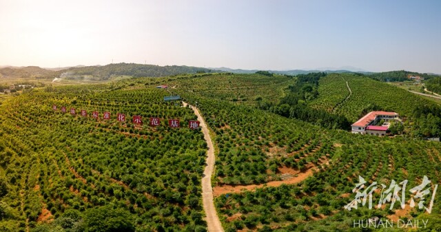 8月10日，邵阳县塘渡口镇塘坪村，成片的油茶林构成了一幅美丽的生态经济画卷。湖南日报记者 唐俊 摄