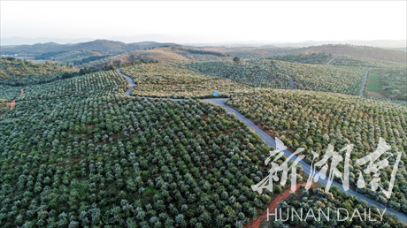 蒋盛文 刘志军)11月15日,初冬时节,湖南省祁阳县唐家山油茶基地万亩