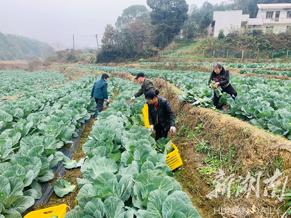 韶山市杨林乡:荒地再丰收 村集体经济发展未来可期