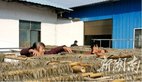 湘乡市壶天镇南岳坪村：传统红薯粉 铺出致富路