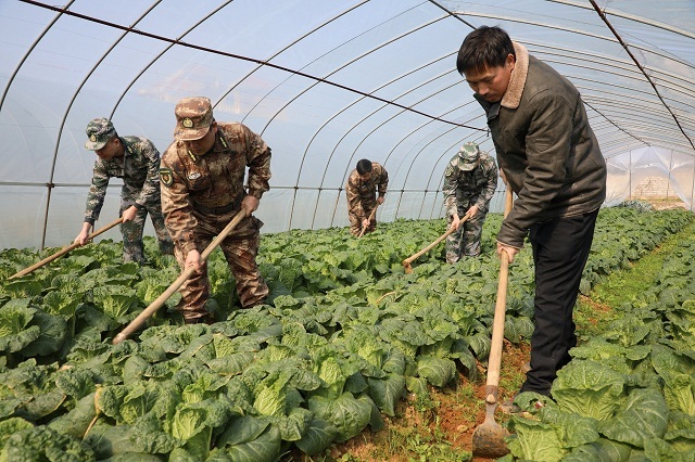 战寒潮 | 零陵:田间地里的迷彩色