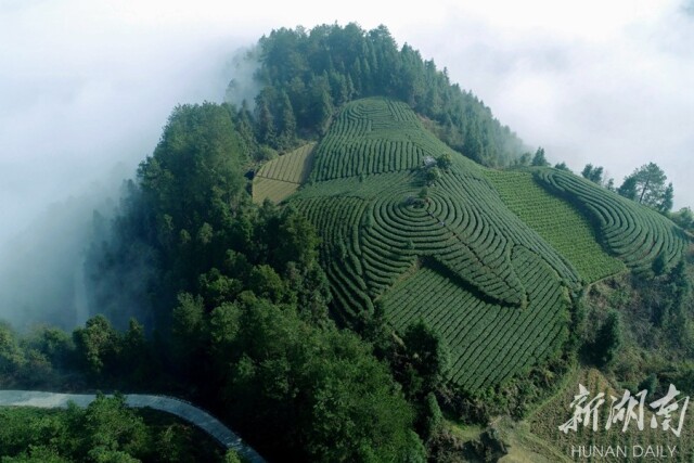 吕洞山"黄金茶谷"焕发新活力